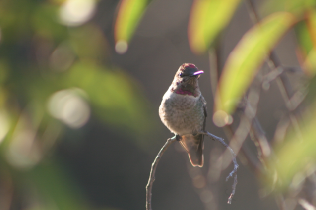 gardenbird