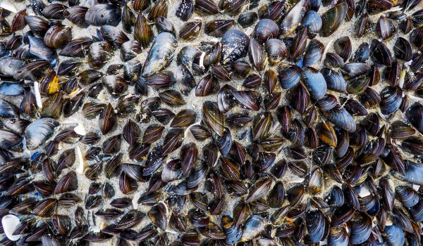 Hundreds of sea mussels edge to edge in the sand